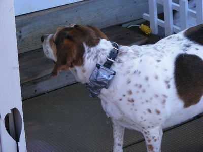 Finished - Test Drive the Dog Caller Collar