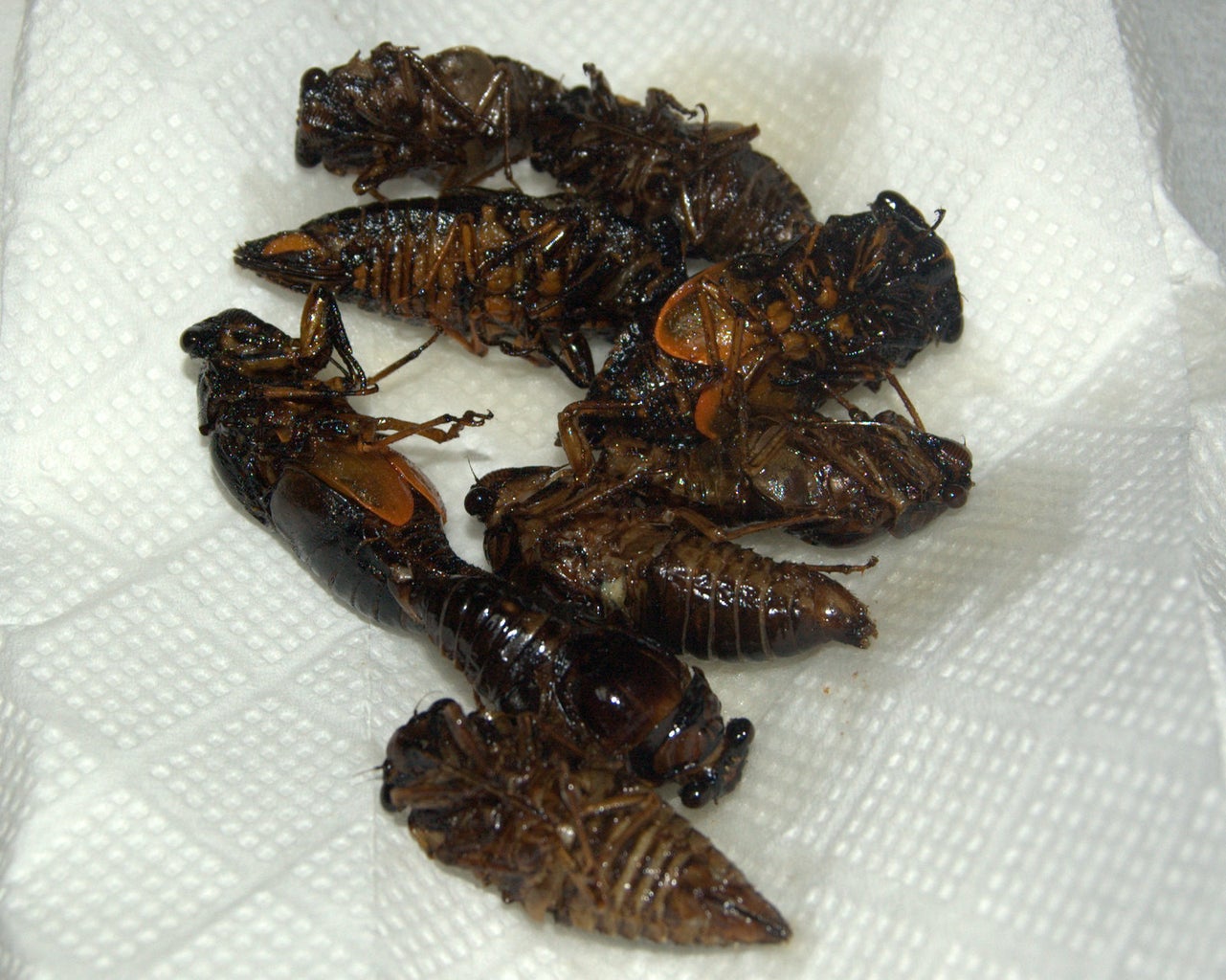 How to Eat Cicada. Get Prepared for Great Famine! : 5 Steps - Instructables