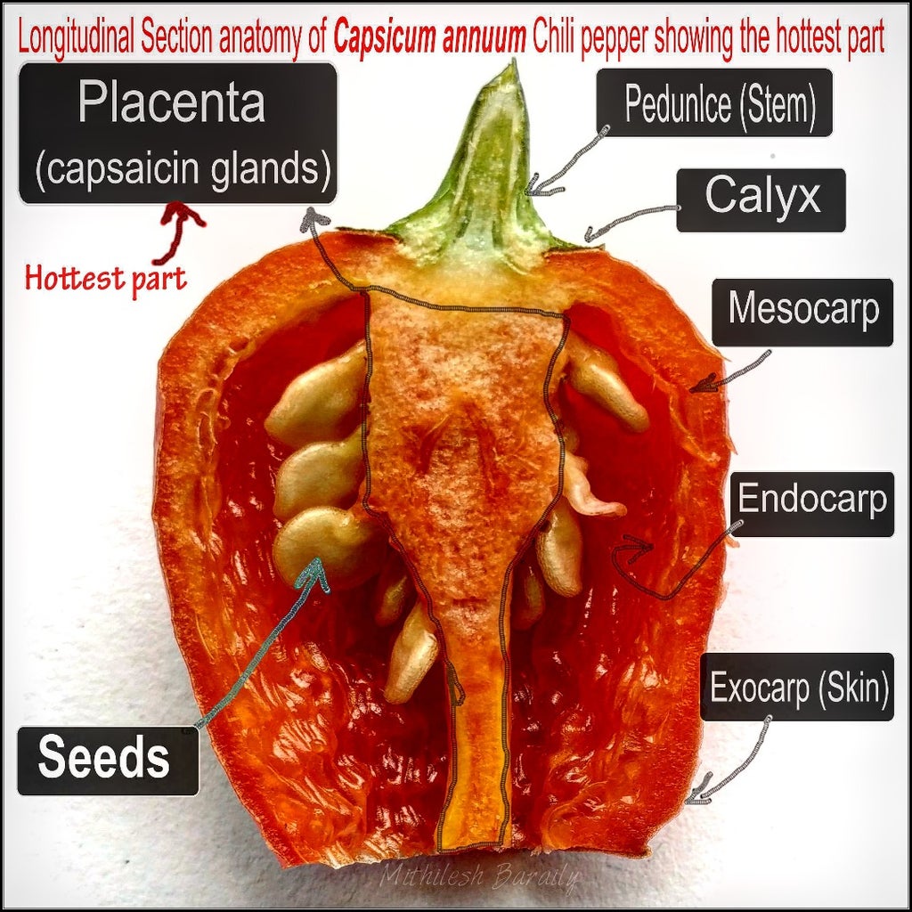 Hottest Part of Chilli Pepper & Eating Explained. Instructables