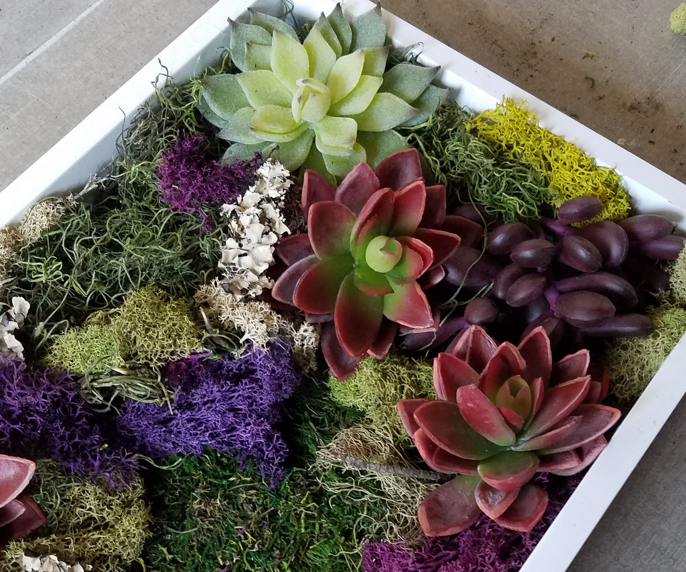 Moss Art: the Anti-Garden