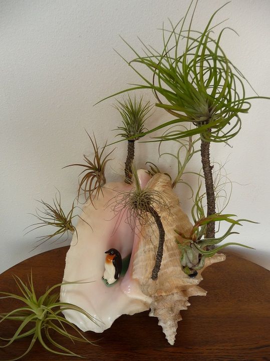 Mini Oasis- an Extrordin...AIRY Life