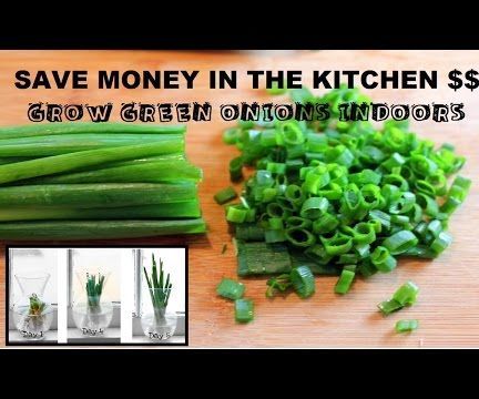 How to Grow Green Onions Indoors From Water