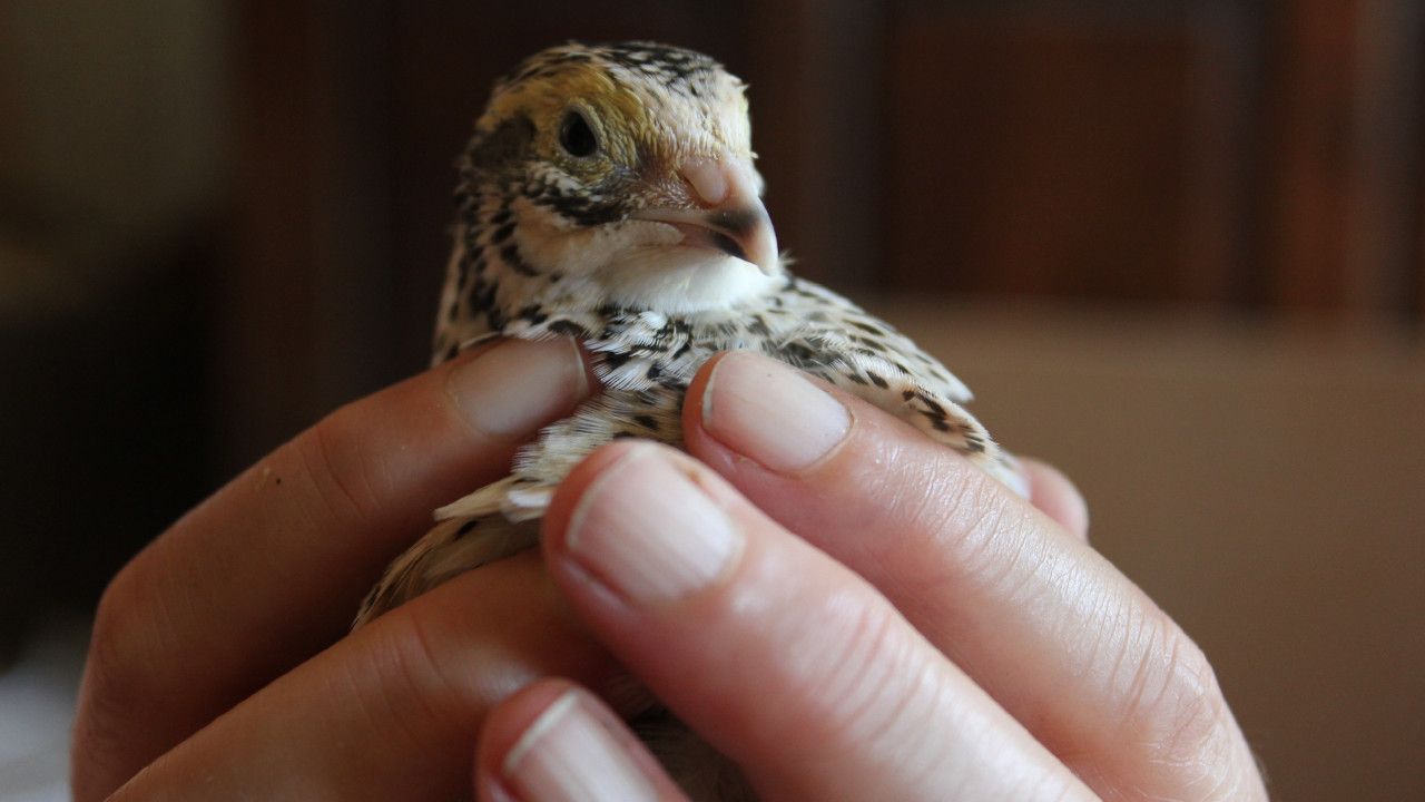 Converting Caged Quail to Organic Free-range. Part 1 - All Change. Cailles Bio En Conversion. Codorniz En La Conversión a Estilo De Vida Orgánica