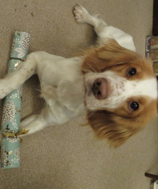 Pawsome Christmas Cracker