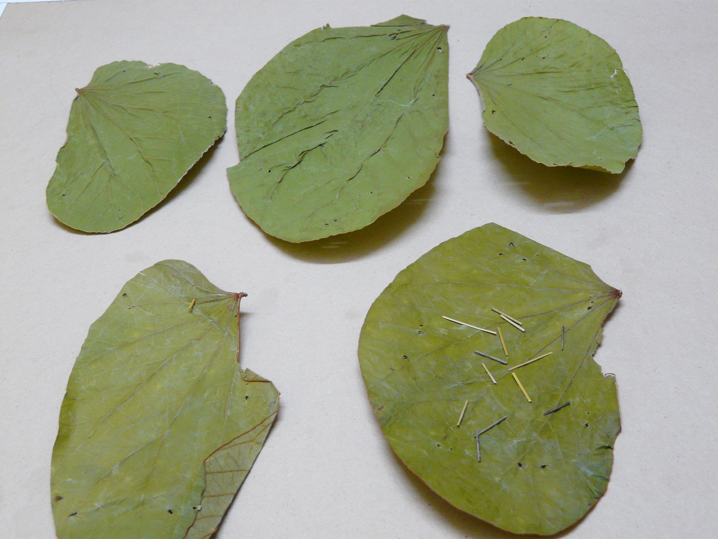 Pattal - Leaf Plate (Made of Banyan & Sal Leaf )