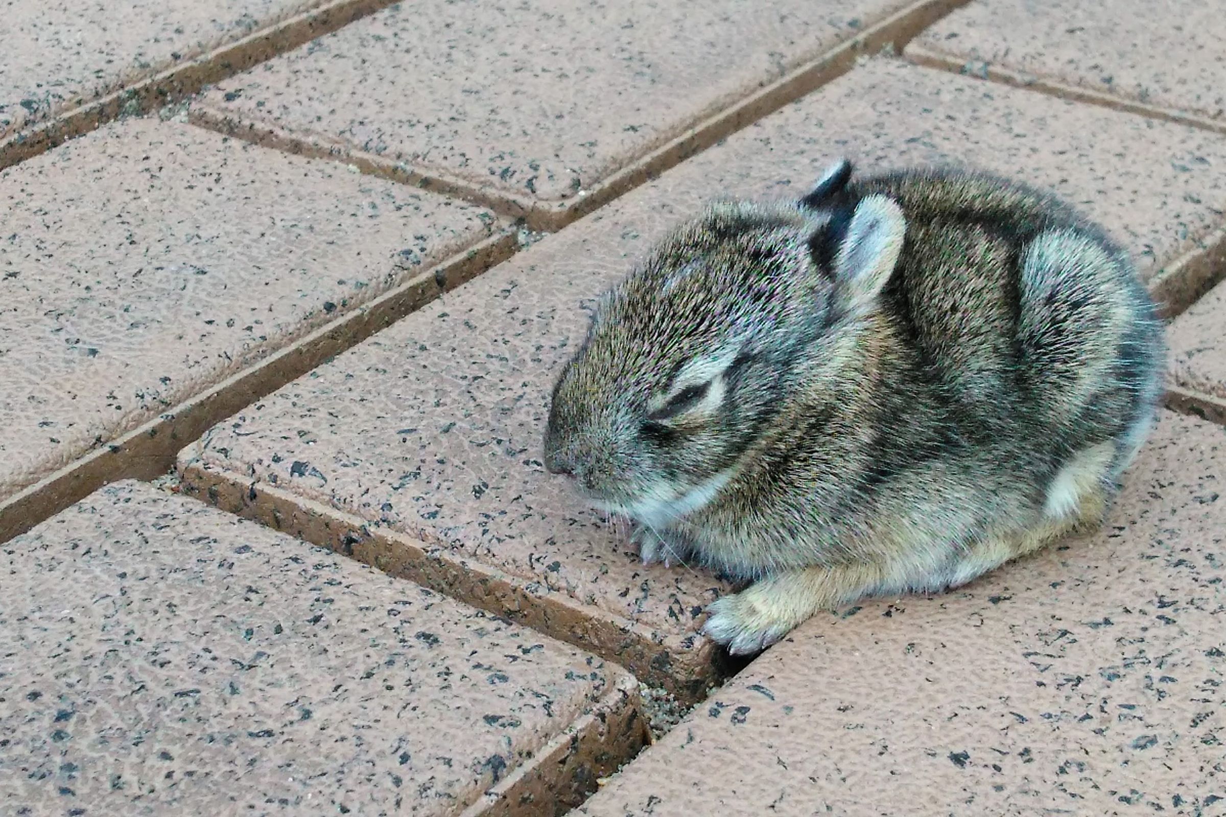 How to Rescue a Baby Rabbit : 4 Steps (with Pictures) - Instructables
