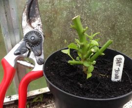 green tea for plants Organic Green Tea Peppermint