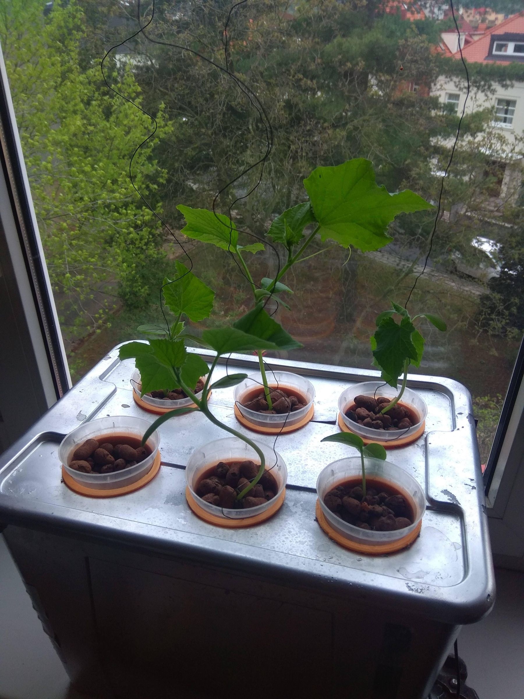 Simple Solar Powered Deep Hydroponics (SiSoPoDH) 6 Steps (with