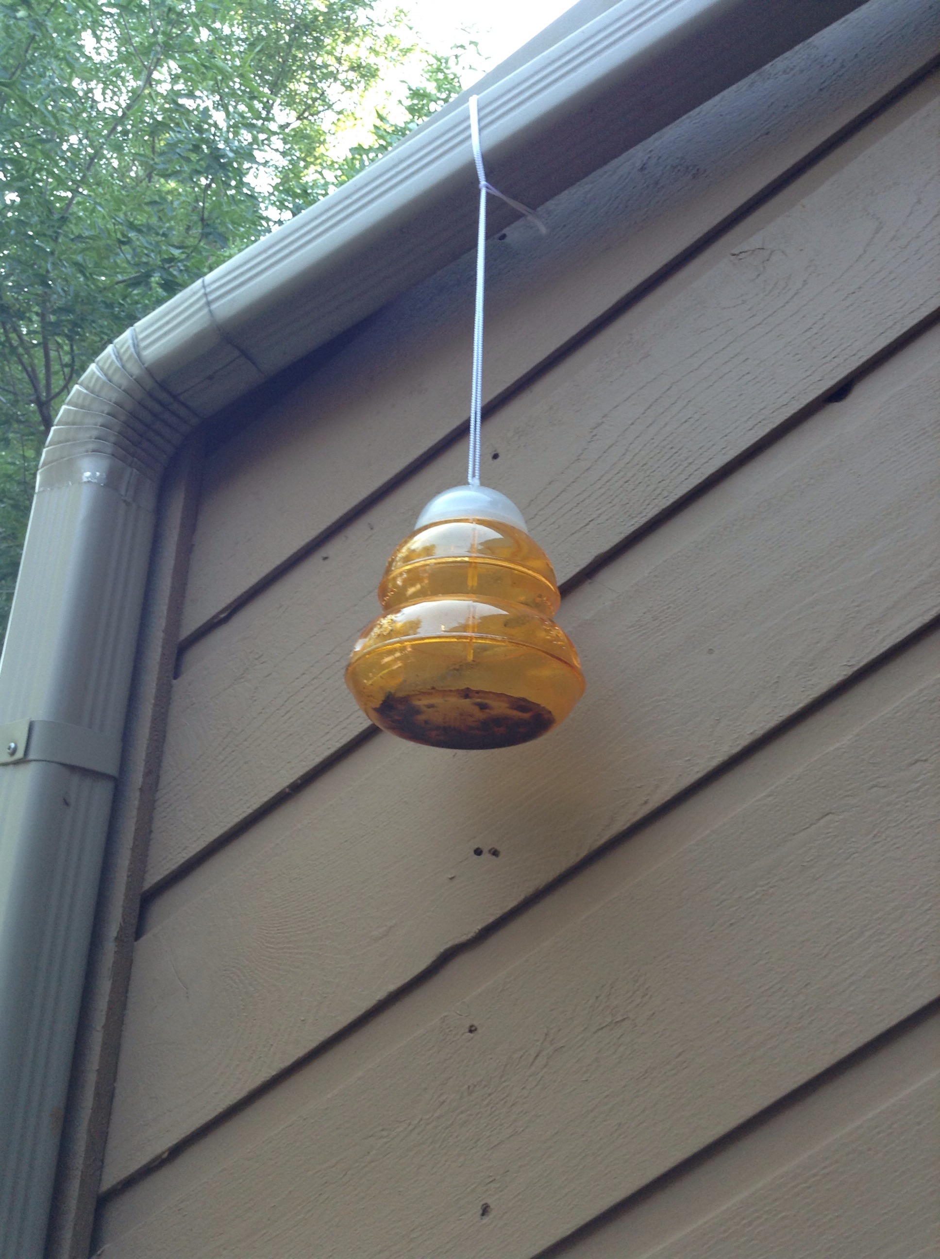 Home Made Wasp Trap
