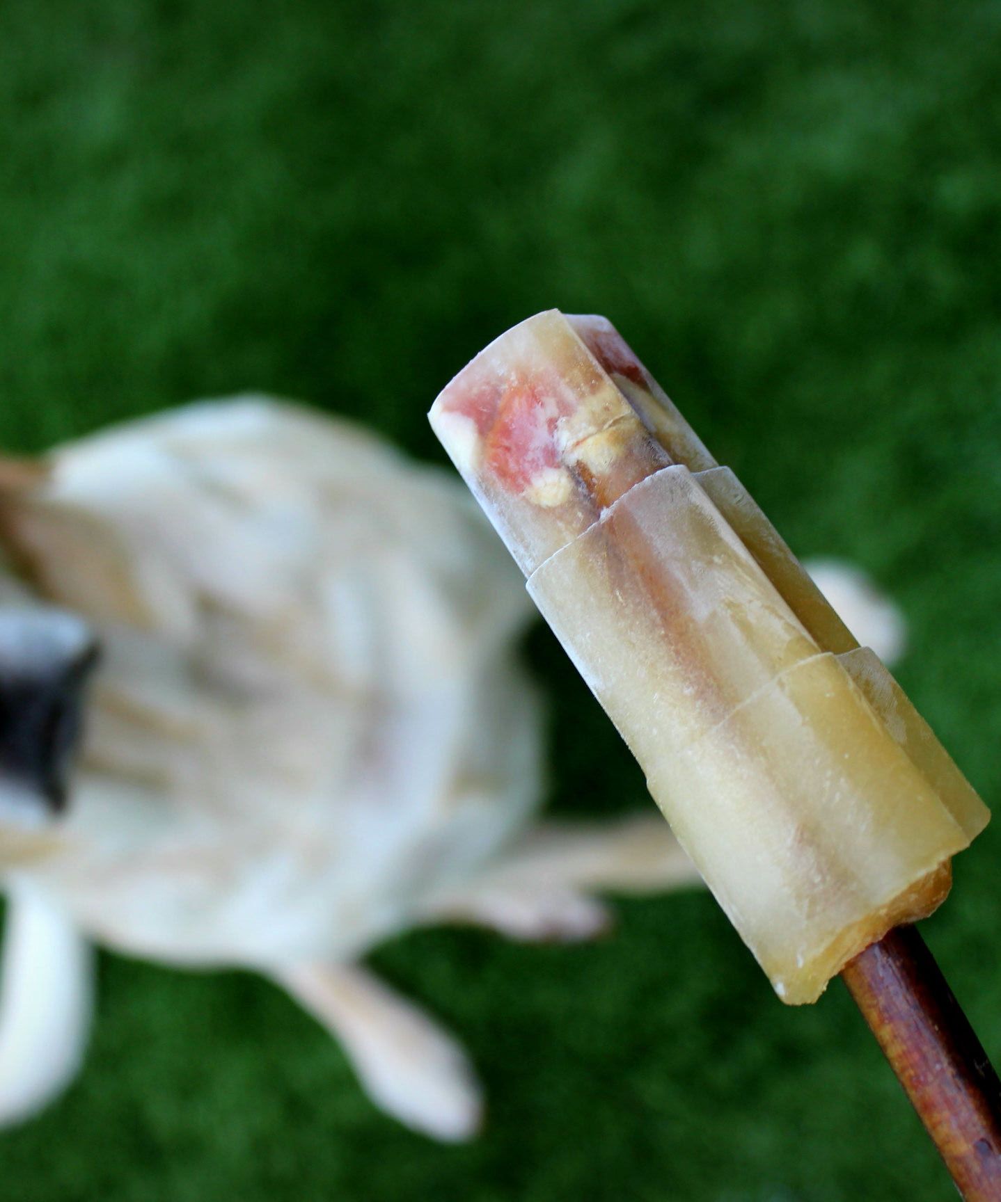 DIY Dog Popsicle