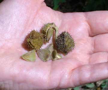 Look for Beech Nuts