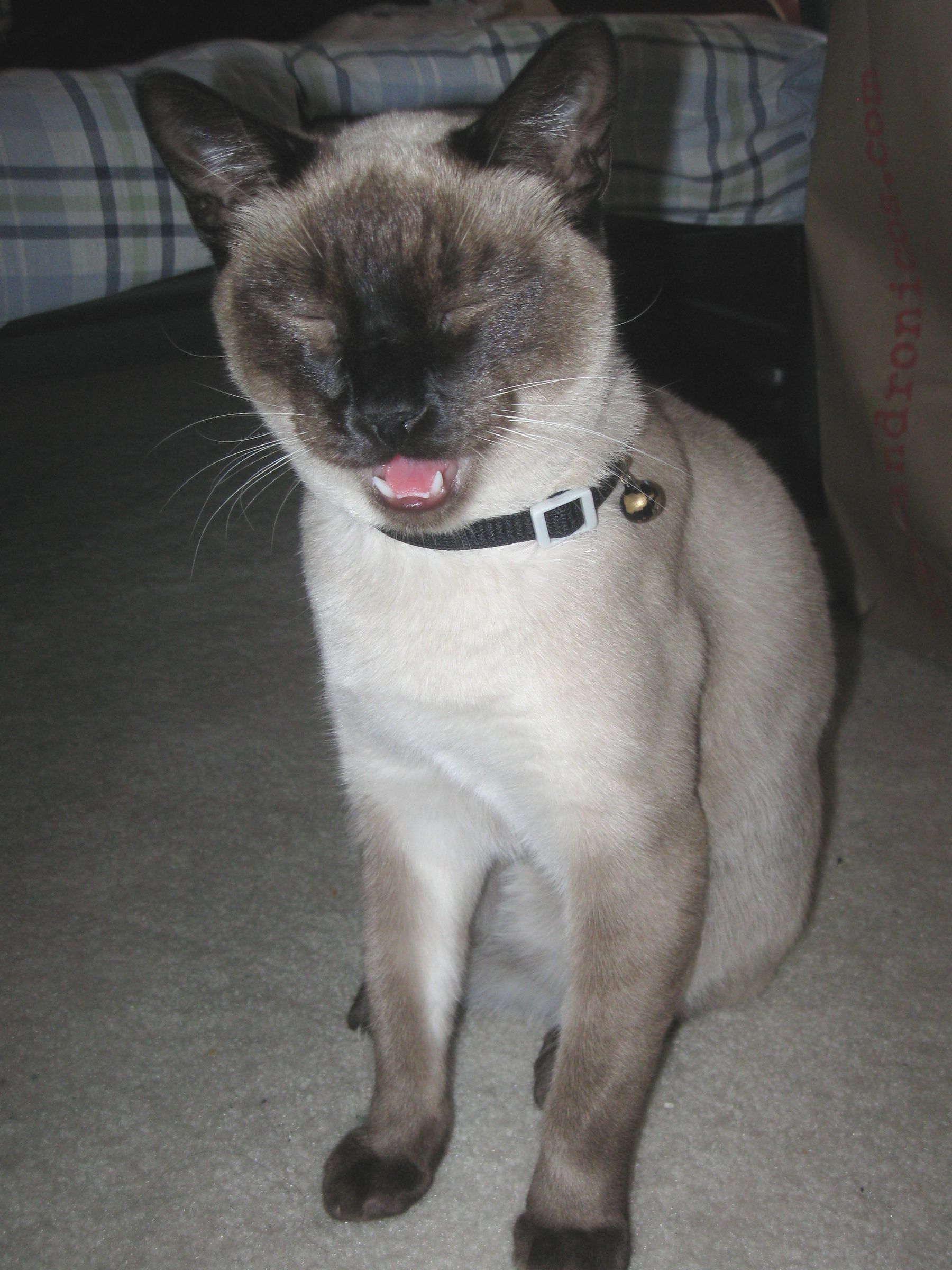 DiscountCollegeStudent