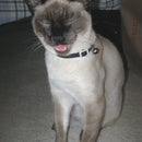 DiscountCollegeStudent