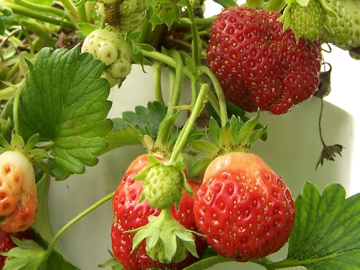 How to Build Your Own Strawberry Tower