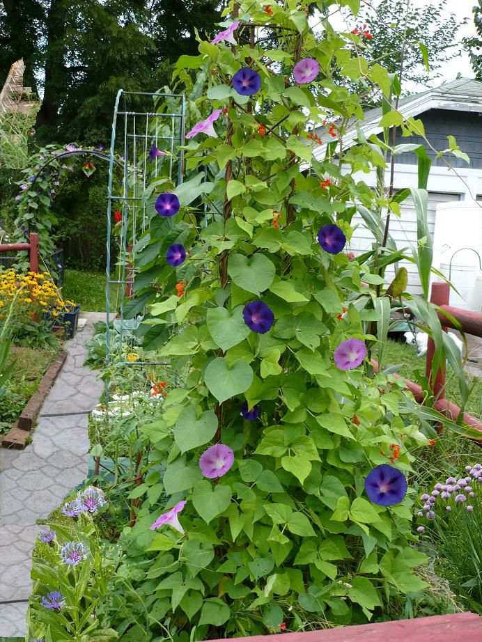 My Garden Bean Tower