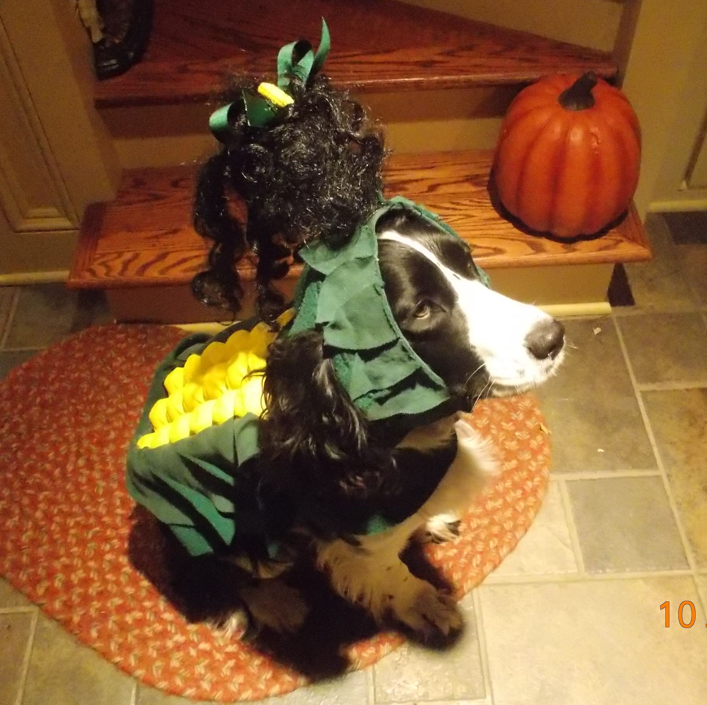 "SWEET CORN" Dog Costume