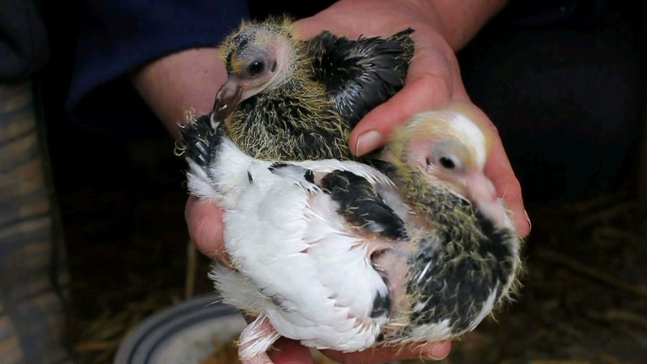 New Hybrid - Fantail X Lucca. Petits Pigeons Paons De Lucca. Dos Pequenas Palomas Colipavas 'Lucca'