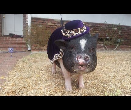 DIY Pimp Costume for Pets