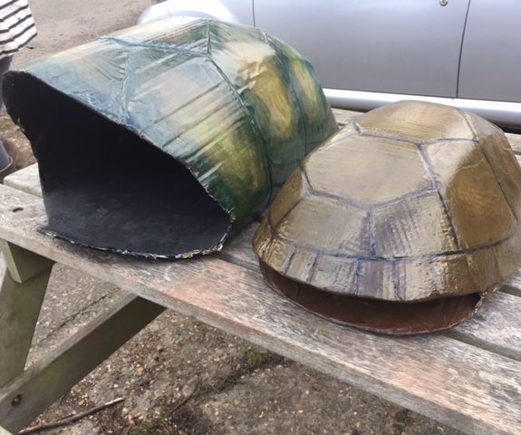 Galapagos Tortoise Shells