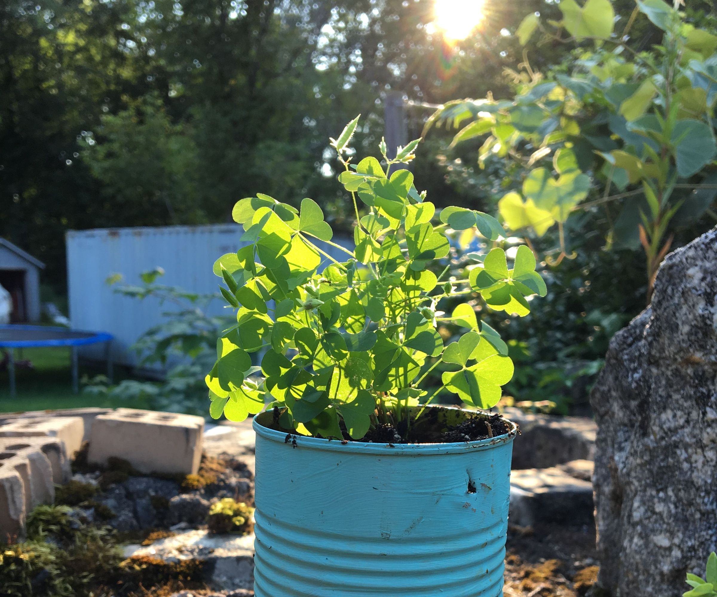 Tin Can Garden