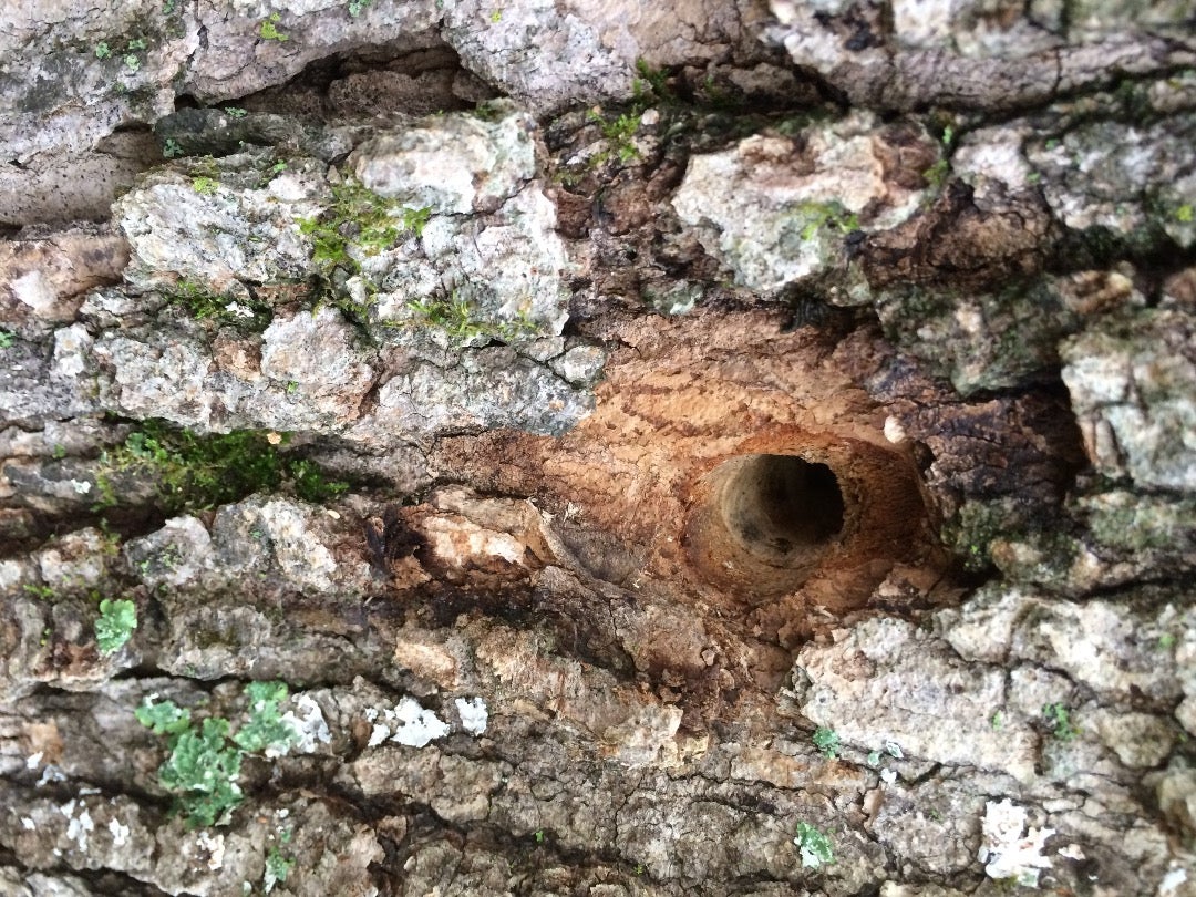 Drill Holes for the Taps