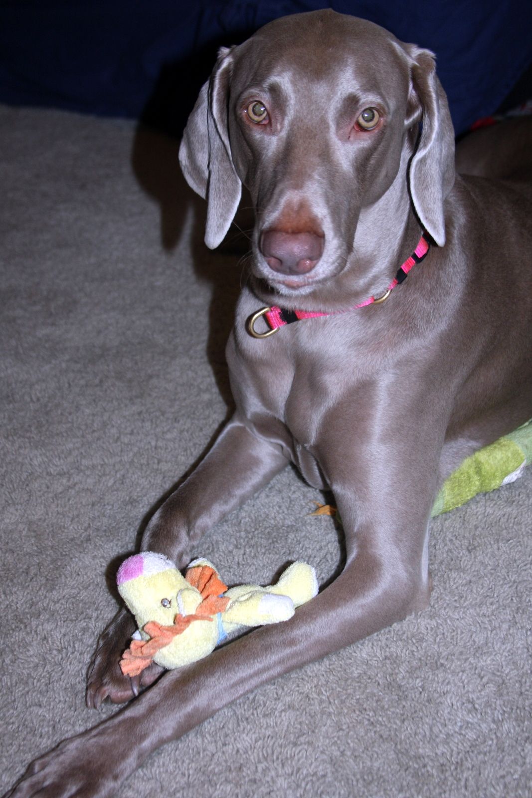 A Toy for Marmaduke and Friends 4 Steps Instructables