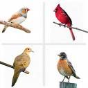 How to Safely Pack Move and Transport a Bird to a New Home