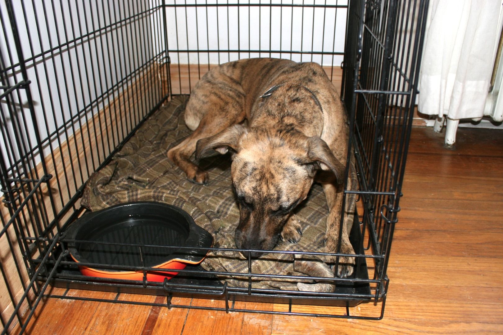 How Do You Calm A Puppy In A Kennel
