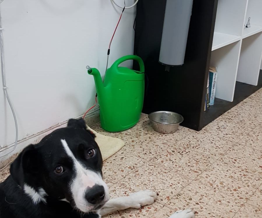 IDC2018IOT Connected Pet Food, Water and Monitor System
