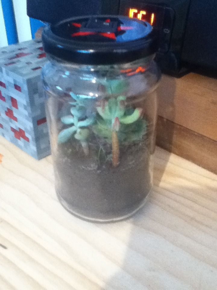 Jar Plants