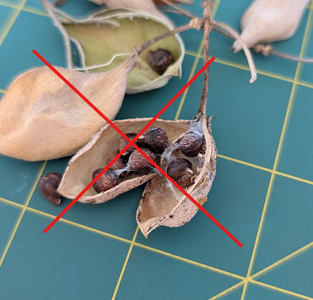 Clean Seeds