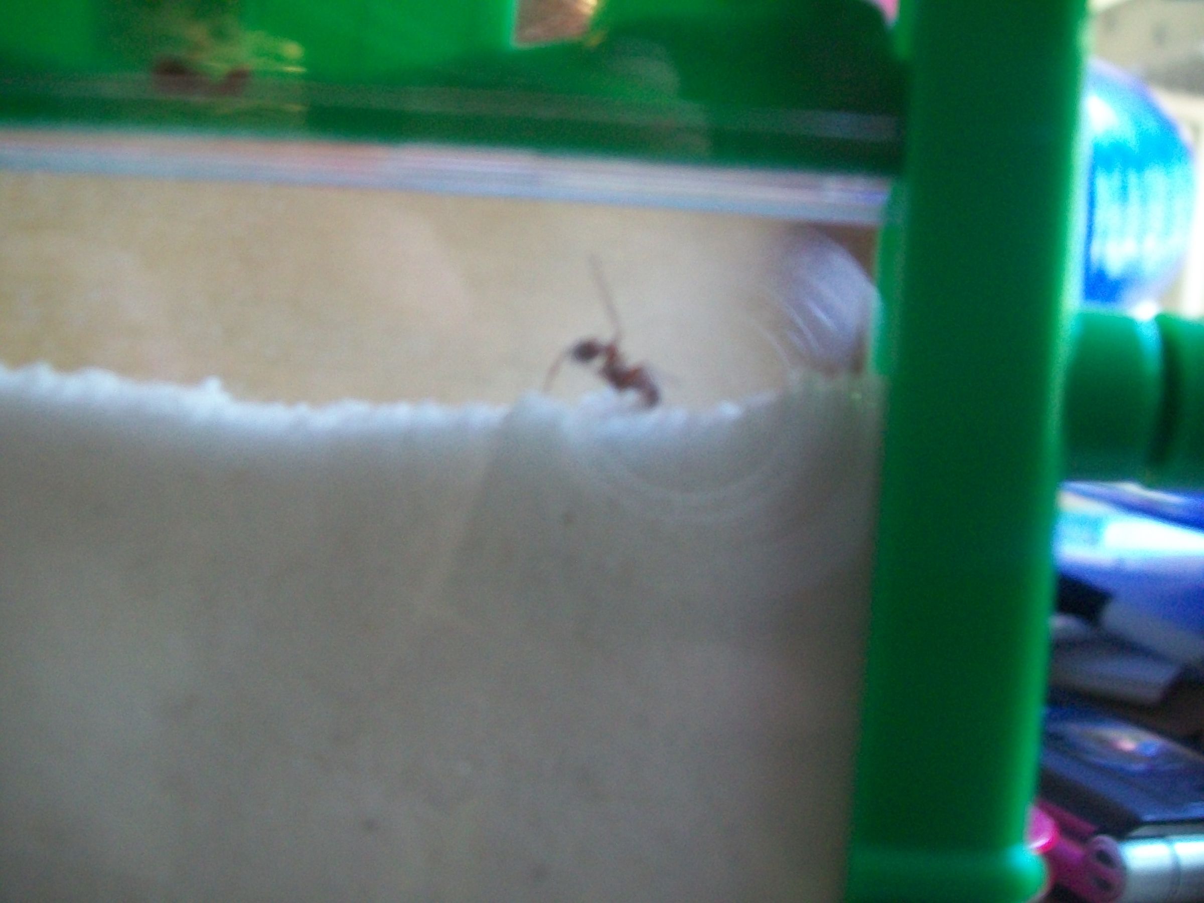 How to Ready Your Uncle Milton Ant Farm