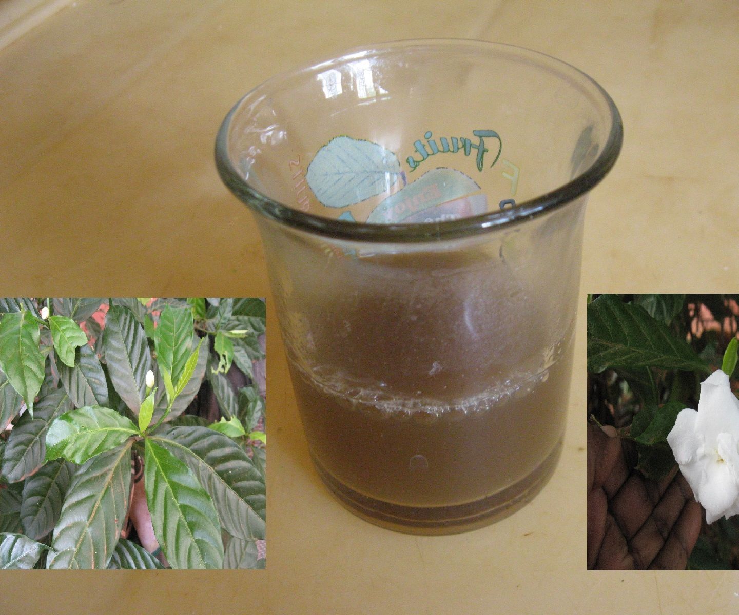 Crape Jasmine Leaf Decoction to Control Hypertension