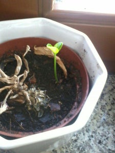 Sprout It