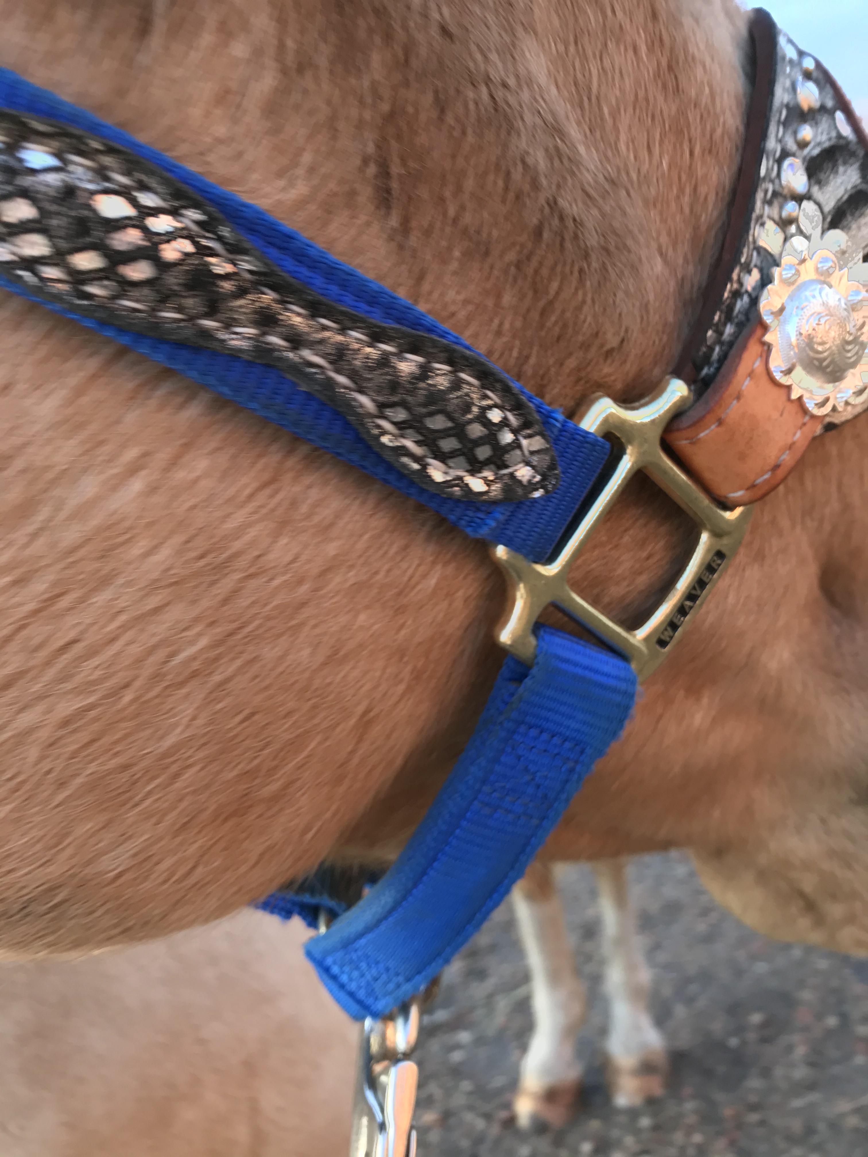 How to Properly Halter a Horse Introduction 5 Steps (with Pictures