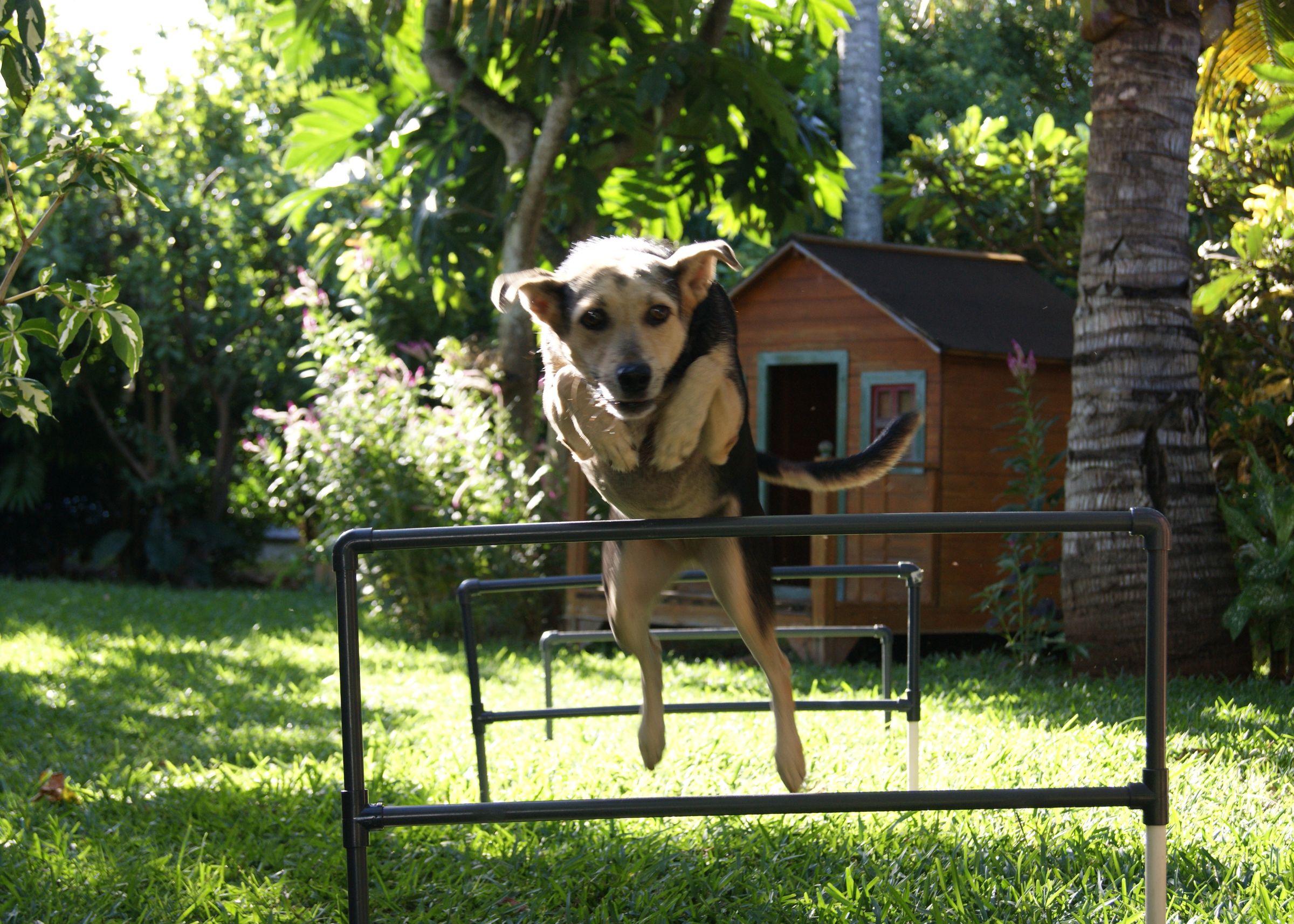 Build a Pet Agility