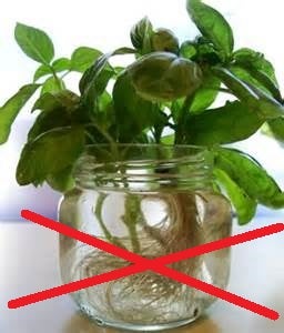 The Lazy Way/non-Water Way to Root/Propagate Basil and Herb-y Plants