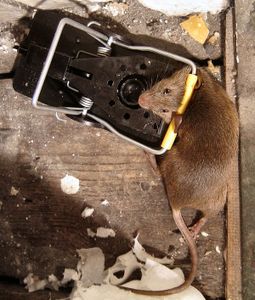 Wild Animals - Lethal/Non-Lethal - Traps