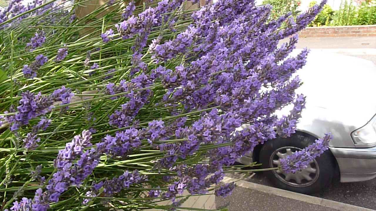 How to Make a Still / Distiller to Extract Any Essential Oils From Plants. Lavender Oil Shown.