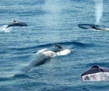 How to Go Whale Watching in Trincomalee