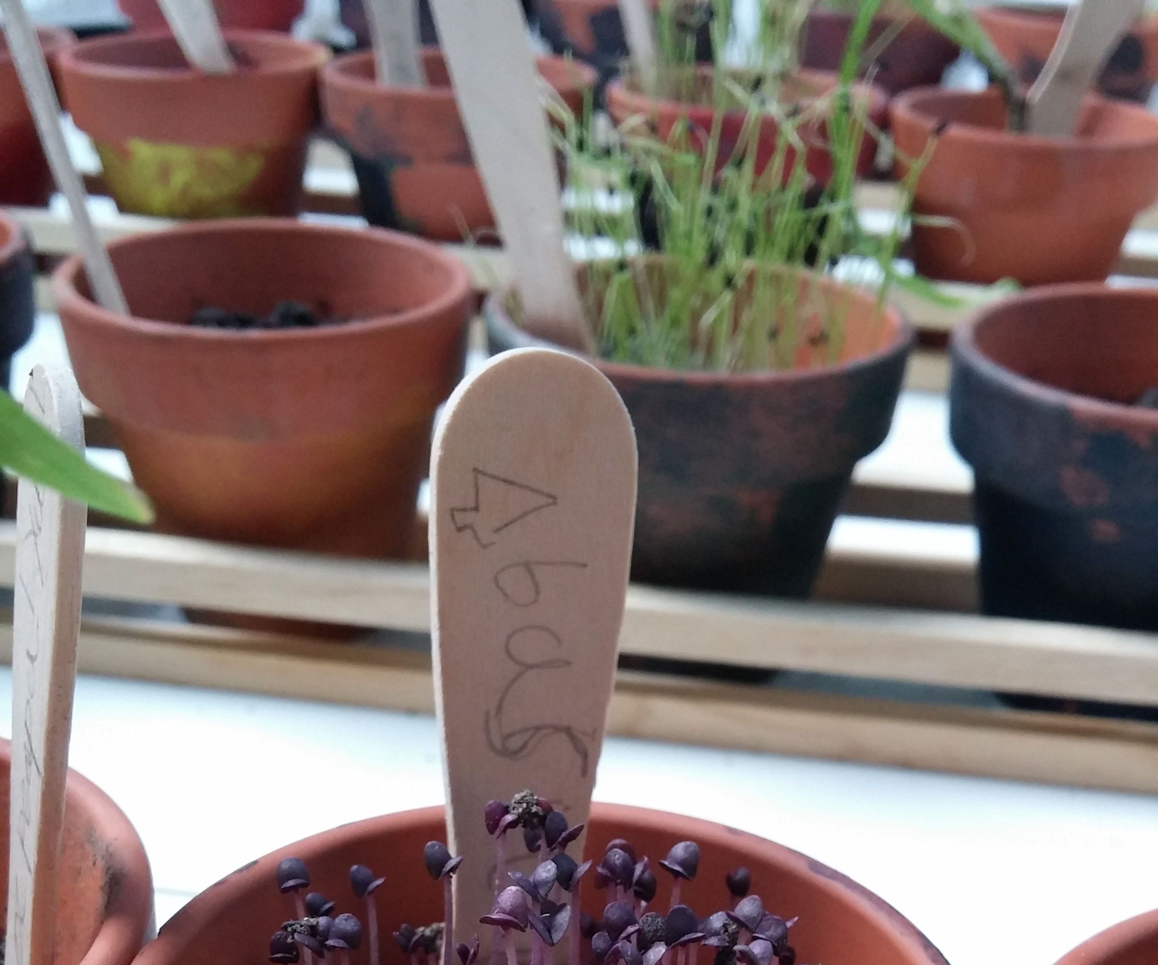 Kids Christmas Indoor Window Garden