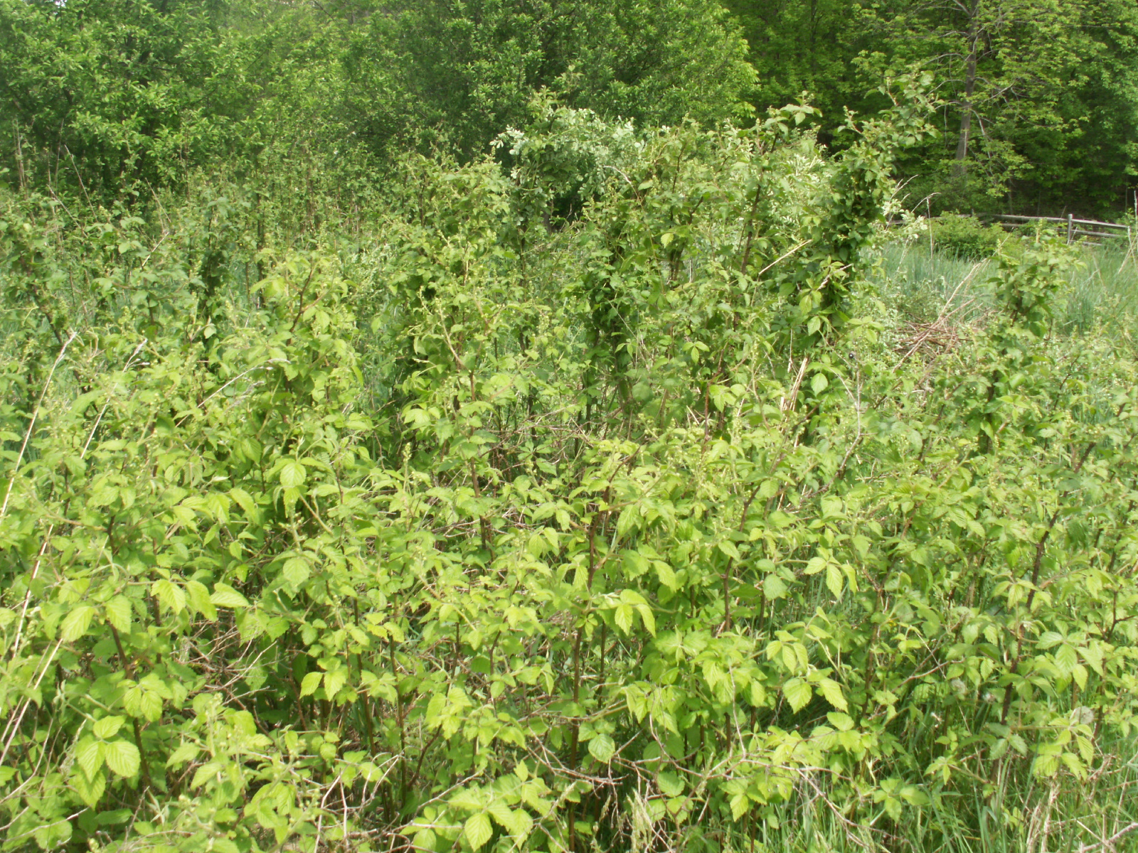 Cultivating Black Berry Plants