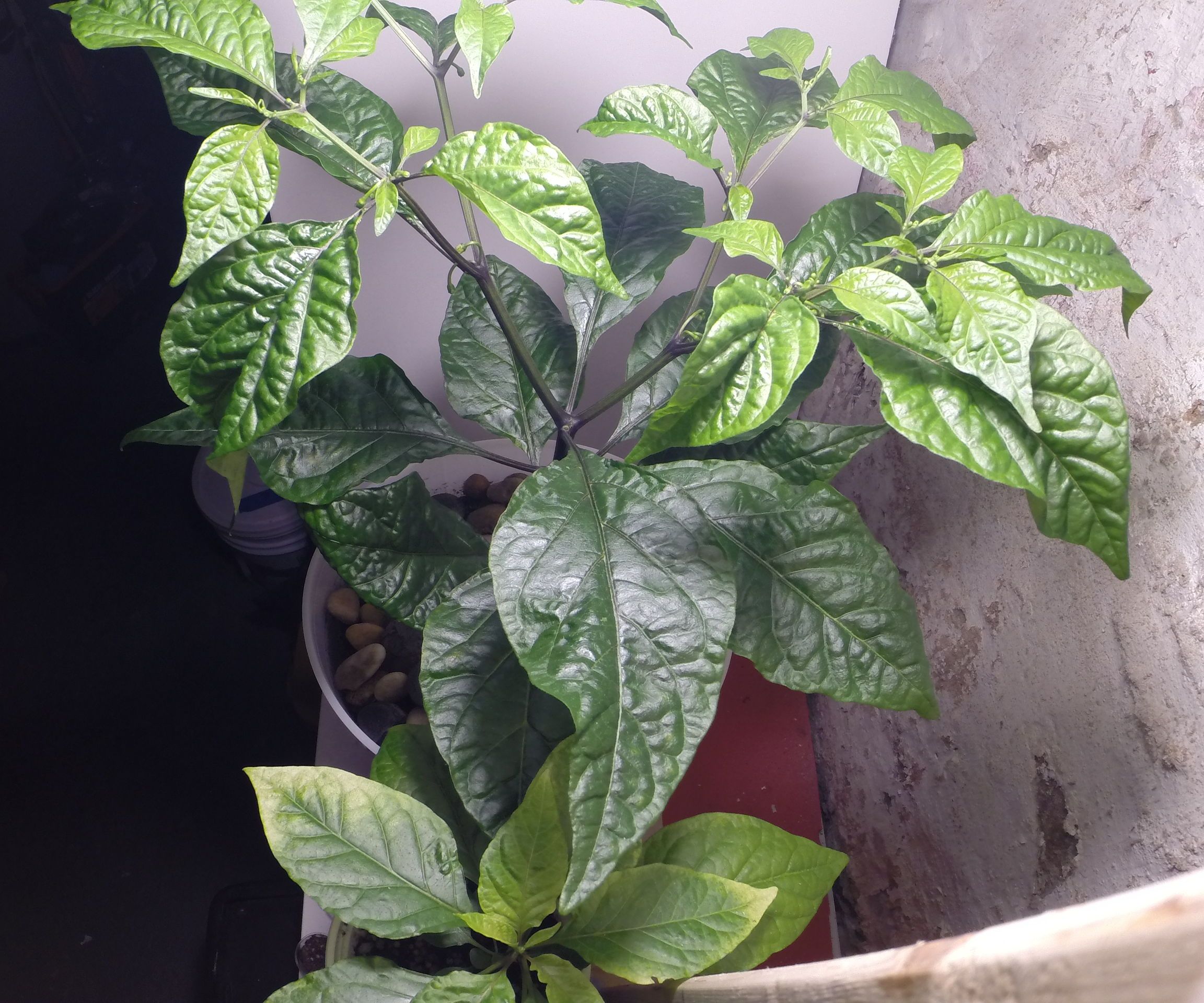 Attempting to Grow the Carolina Reaper Chili Pepper Plant