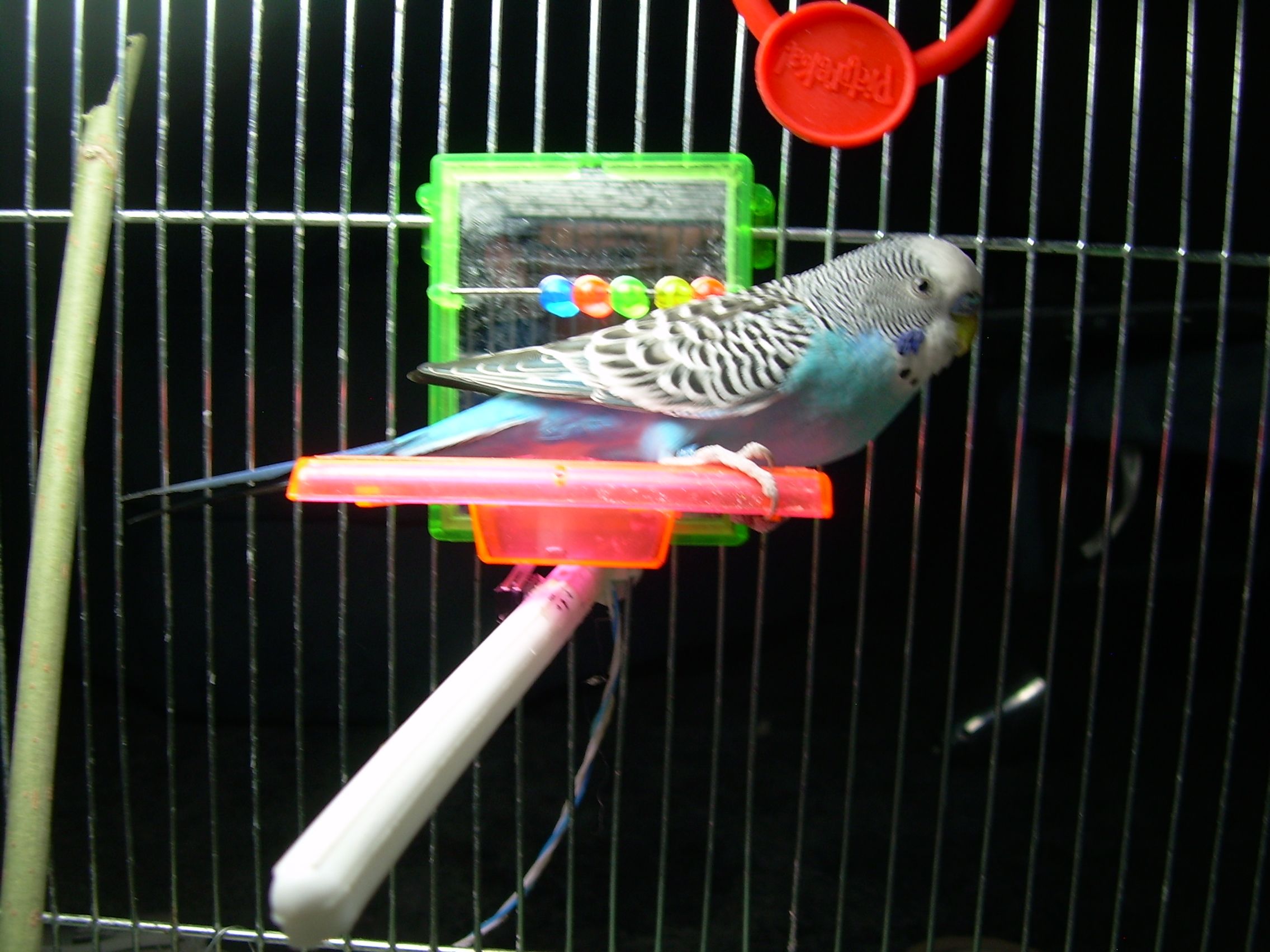Parakeets Controlling Lights! 7 Steps (with Pictures) Instructables