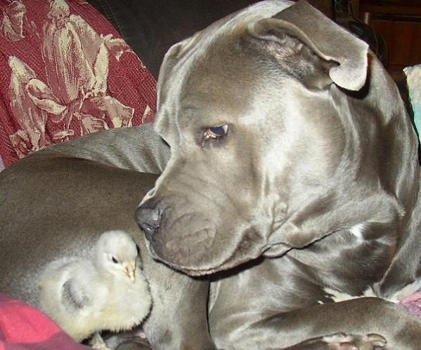 Cookie Recipe for Dogs and Cats