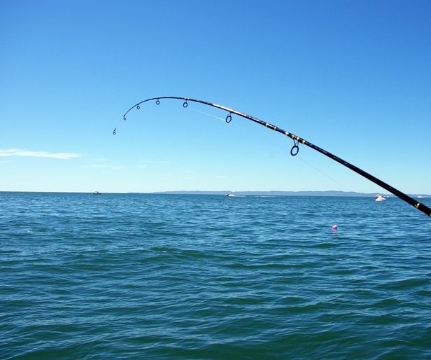How to Catch Sardines to Eat