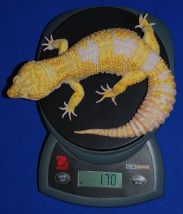 Getting the Geckos to the Proper Size to Breed