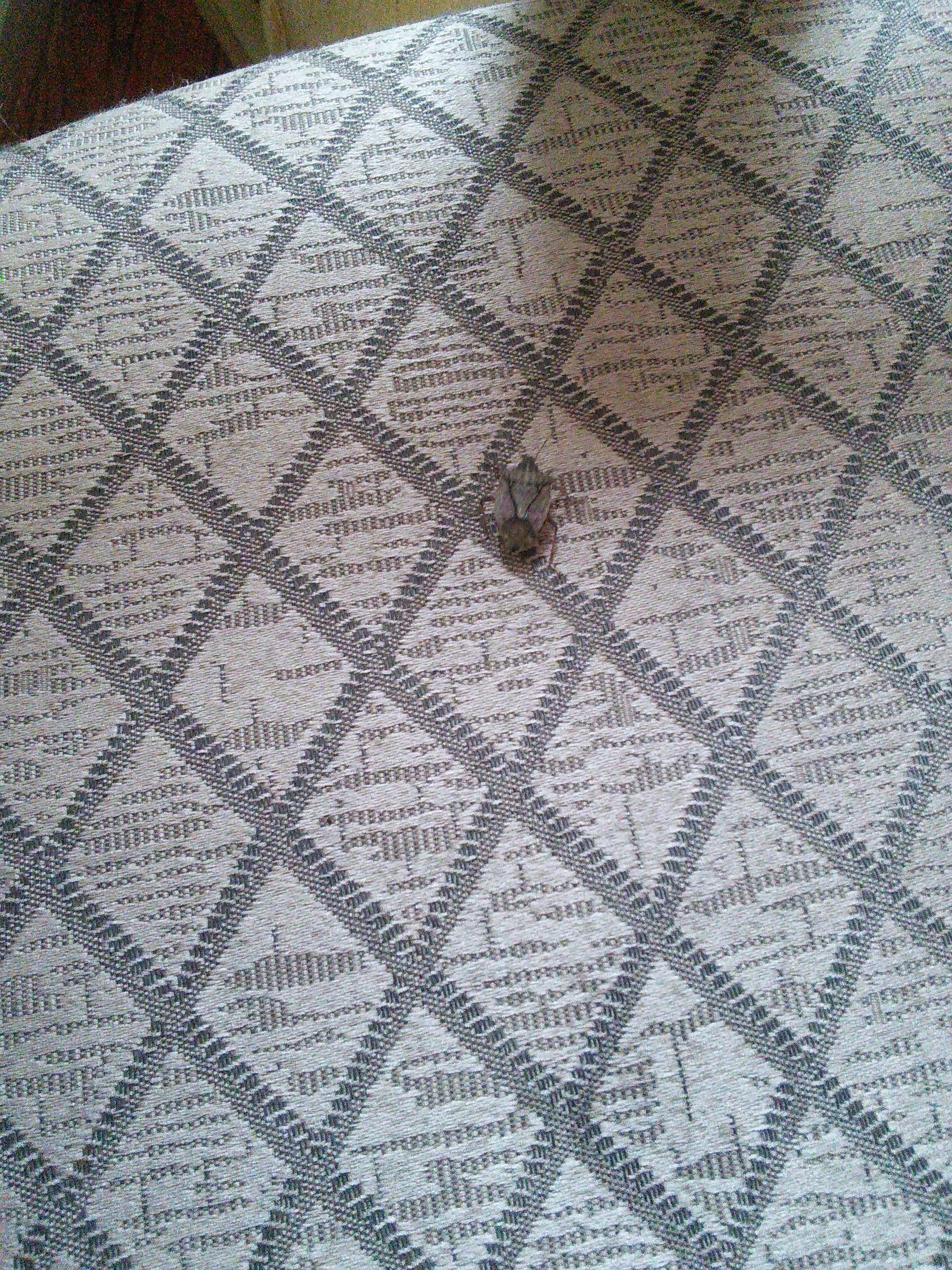 How to Move  a Stink Bug From Inside to Outside Without It Stinking You