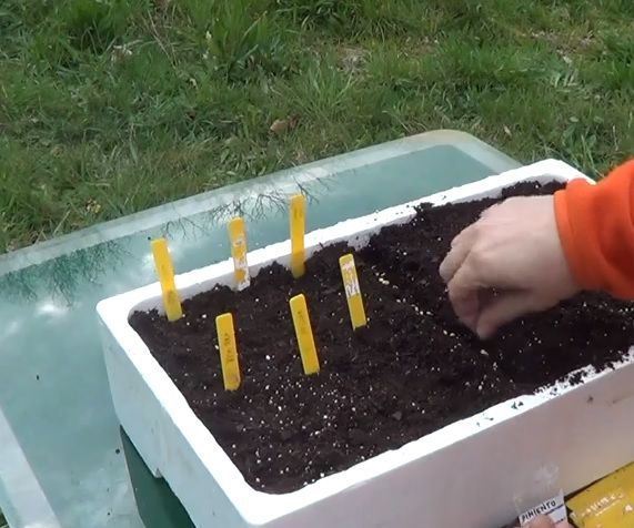 Como Sembrar Tomates , Pimientos Y Berenjenas