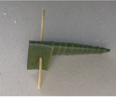 Coconut Leaf Kazoo